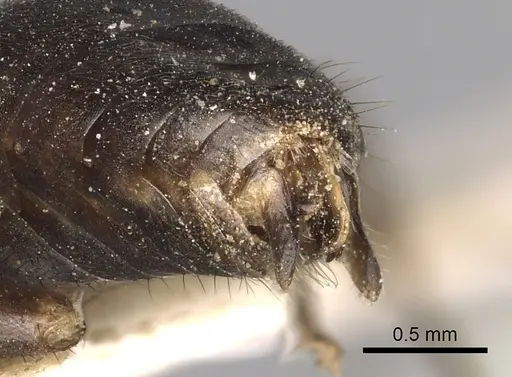 Polyergus vinosus - CASENT0281081