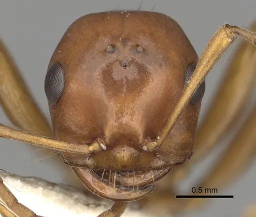 Polyergus vinosus - CASENT0281082