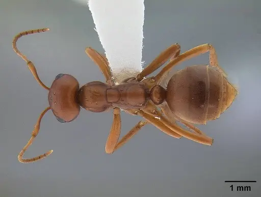 Polyergus vinosus - CASENT0844113