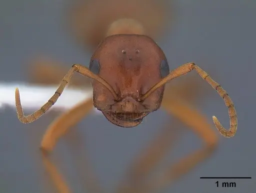 Polyergus vinosus - CASENT0844113