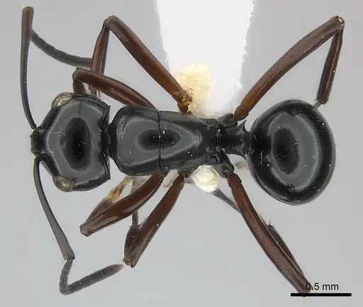 Polyrhachis abbreviata specimen
