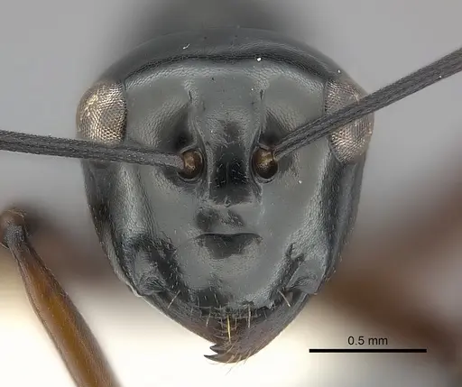Polyrhachis abbreviata specimen
