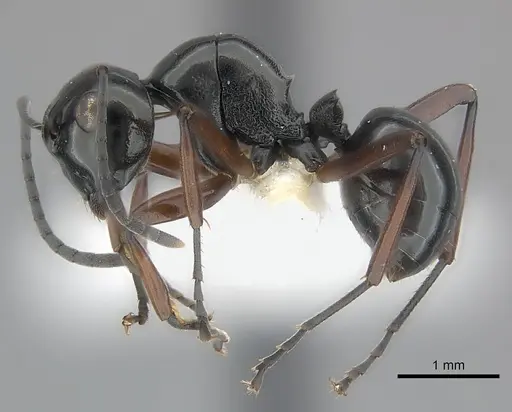 Polyrhachis abbreviata specimen