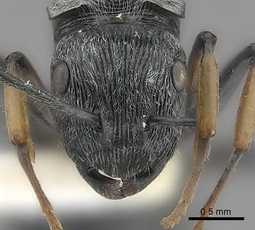Polyrhachis abdita specimen
