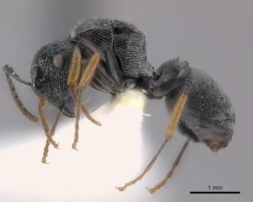 Polyrhachis abdita specimen