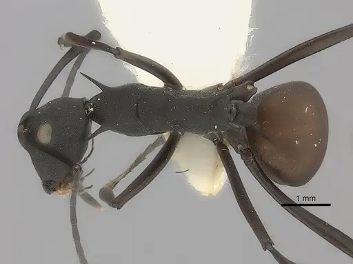 Polyrhachis abdominalis specimen
