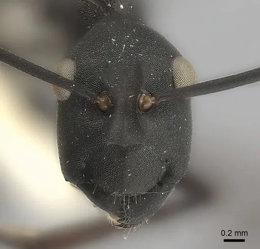 Polyrhachis abdominalis specimen