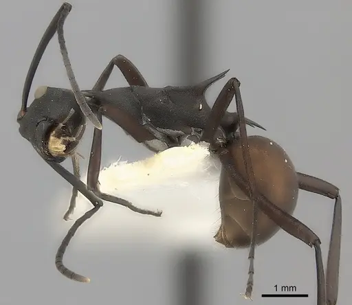 Polyrhachis abdominalis specimen