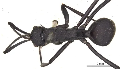 Polyrhachis abdominalis - CASENT0901824