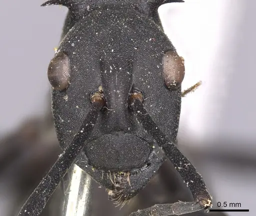 Polyrhachis abdominalis - CASENT0901824