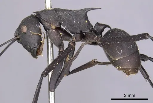 Polyrhachis abdominalis - CASENT0901824