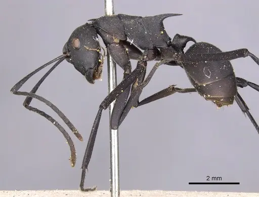 Polyrhachis abdominalis - CASENT0901824