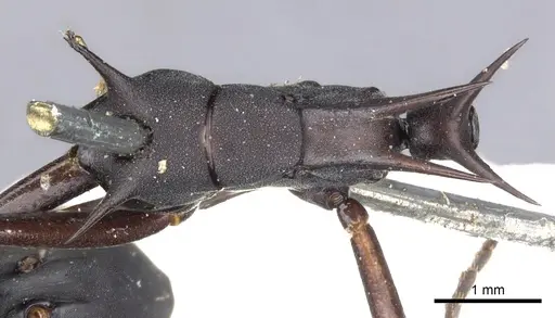 Polyrhachis abdominalis - CASENT0903367