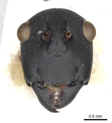 Polyrhachis abdominalis - CASENT0903367