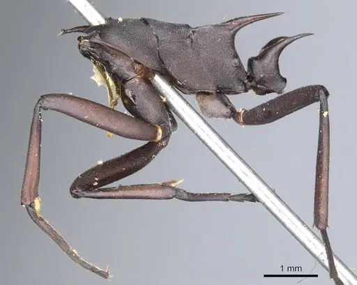 Polyrhachis abdominalis - CASENT0903367