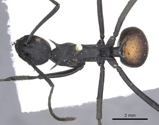 Polyrhachis abdominalis - CASENT0903368