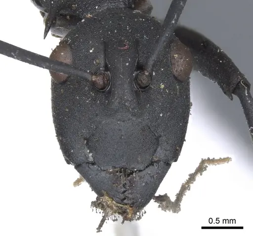 Polyrhachis abdominalis - CASENT0903368