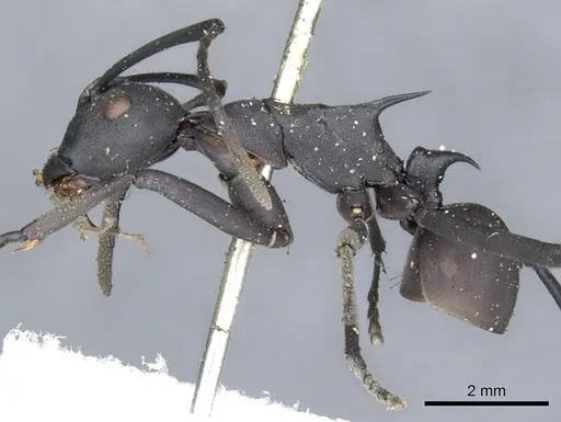 Polyrhachis abdominalis - CASENT0903368