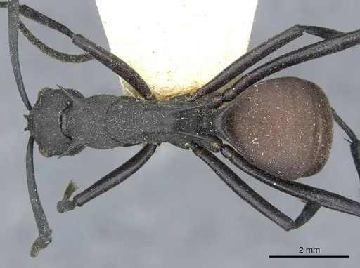 Polyrhachis abdominalis - CASENT0910858