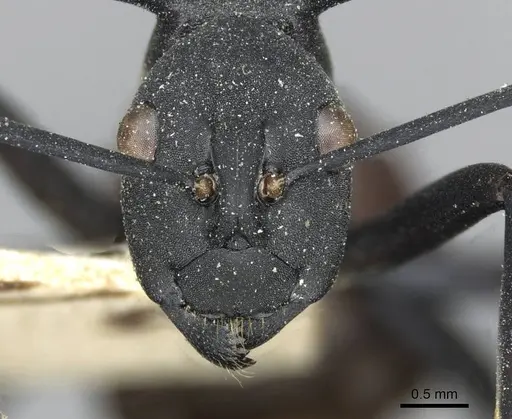 Polyrhachis abdominalis - CASENT0910858