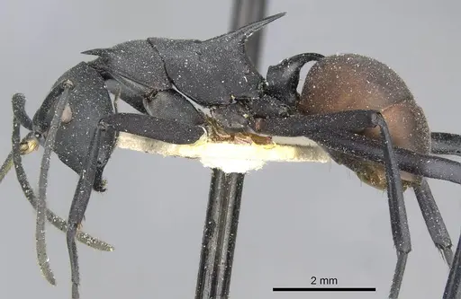 Polyrhachis abdominalis - CASENT0910858