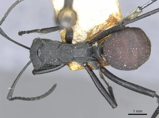 Polyrhachis abdominalis - CASENT0910859