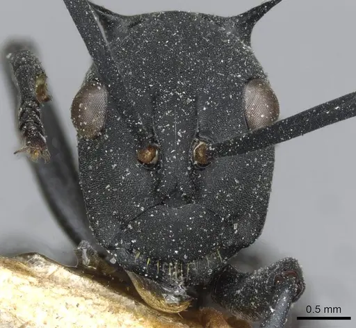 Polyrhachis abdominalis - CASENT0910859