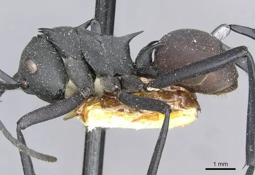 Polyrhachis abdominalis - CASENT0910859