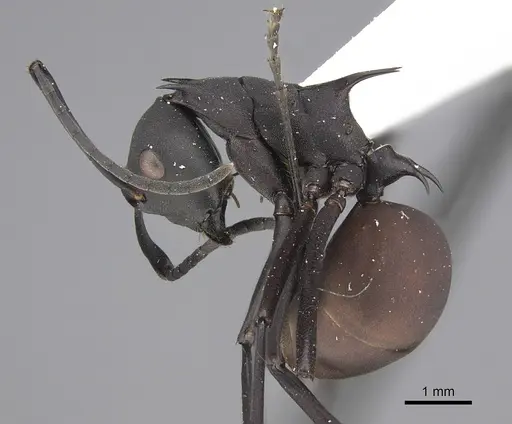 Polyrhachis abdominalis - CASENT0923478