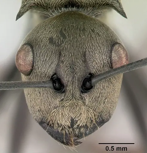 Polyrhachis aberrans specimen