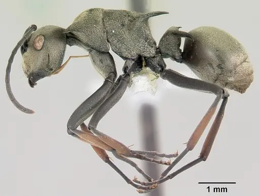 Polyrhachis aberrans specimen