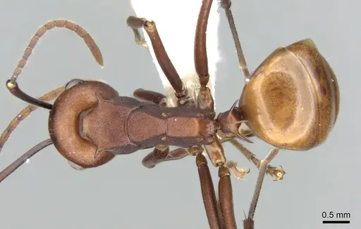 Polyrhachis abnormis specimen