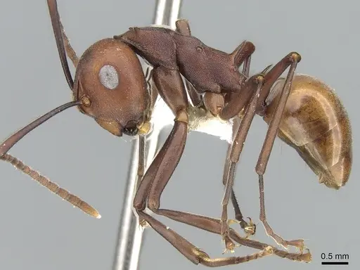 Polyrhachis abnormis specimen