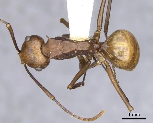 Polyrhachis abnormis - CASENT0903332