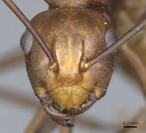 Polyrhachis abnormis - CASENT0903332
