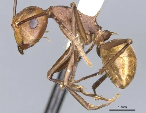 Polyrhachis abnormis - CASENT0903332