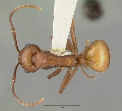 Polyrhachis abnormis - CASTYPE06960