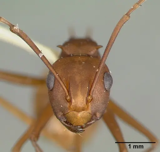 Polyrhachis abnormis - CASTYPE06960