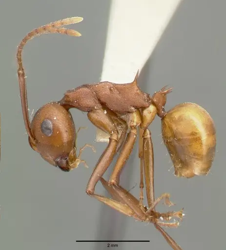 Polyrhachis abnormis - CASTYPE06960