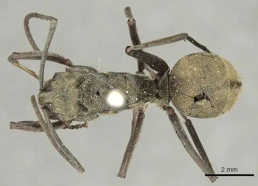 Polyrhachis abrupta specimen