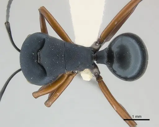 Polyrhachis achterbergi specimen