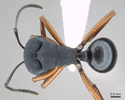 Polyrhachis achterbergi specimen
