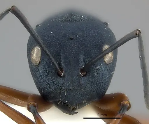 Polyrhachis achterbergi specimen