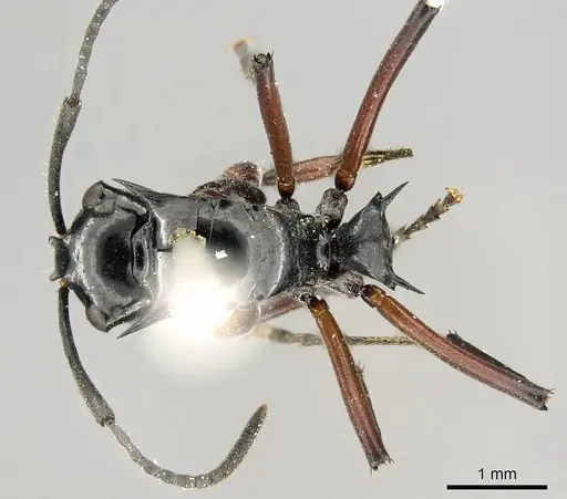 Polyrhachis aculeata specimen