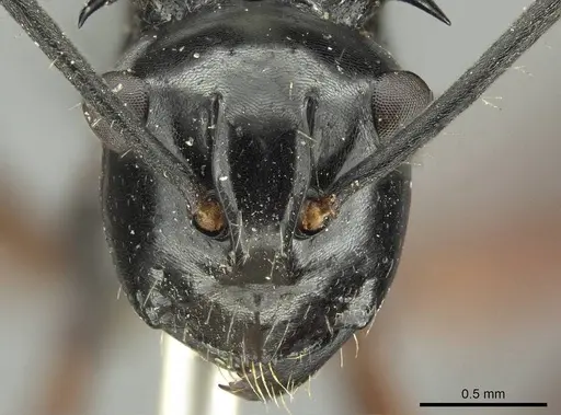 Polyrhachis aculeata specimen
