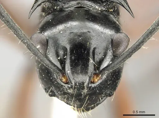 Polyrhachis aculeata specimen