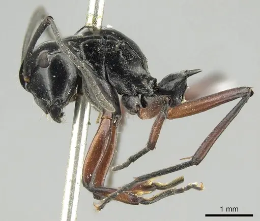 Polyrhachis aculeata - CASENT0915814