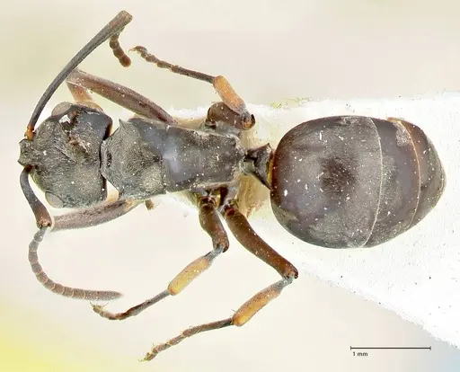 Polyrhachis aenescens specimen