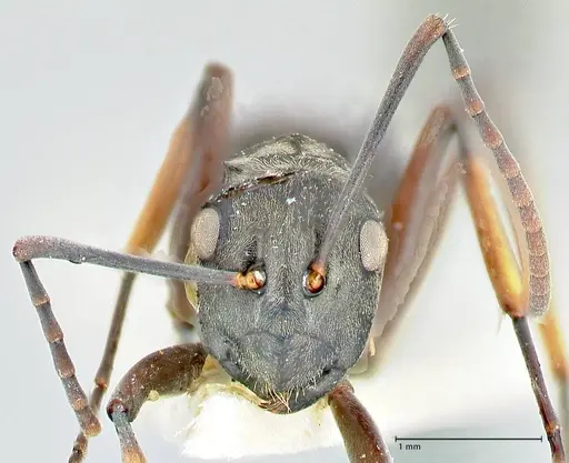 Polyrhachis aenescens specimen