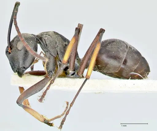 Polyrhachis aenescens specimen